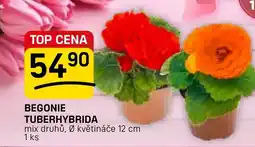 Flop Begonie tuberhybrida nabídka