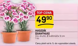 Flop Hvozdík (dianthus) nabídka