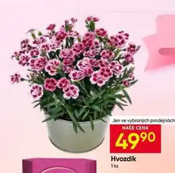 Hruška Hvozdík 1 ks nabídka