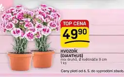 Flop HVOZDÍK (DIANTHUS) mix druhů, Ø květináče 9 cm 1 ks nabídka