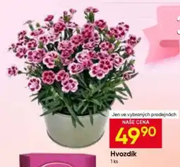 Hruška HVOZDÍK nabídka