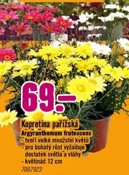 Hornbach Kopretina pařížská Argyranthemum frutescens nabídka