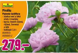 Hornbach Pivoňka Paeonia lactiflora nabídka