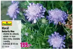 Hornbach Hlaváč Butterfly Blue nabídka