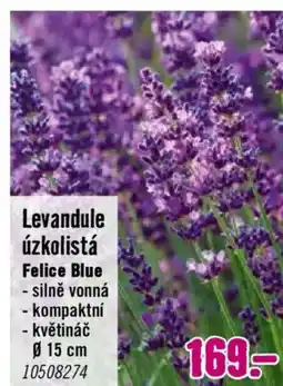 Hornbach Levandule úzkolistá Felice Blue nabídka