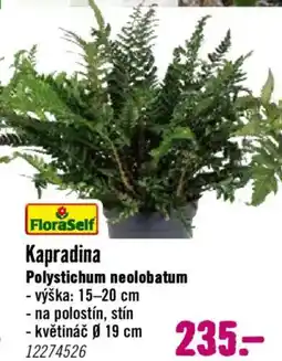 Hornbach Kapradina Polystichum neolobatum nabídka