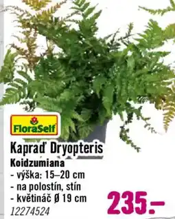 Hornbach Kaprad' Dryopteris Koidzumiana nabídka