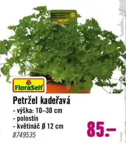 Hornbach Petržel kadeřavá nabídka