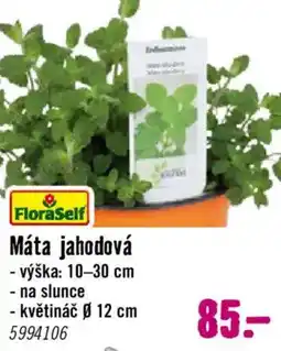 Hornbach Máta jahodová nabídka