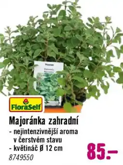 Hornbach Majoránka zahradní nabídka