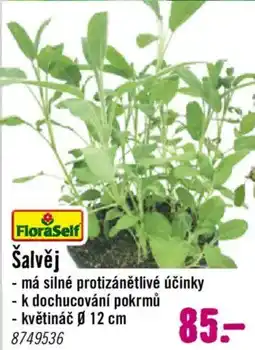 Hornbach Šalvěj nabídka