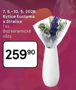 Tesco Kytice Eustoma a Stračka, 1 ks, Bez keramické vázy nabídka