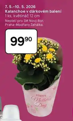 Tesco Kalanchoe v dárkovém balení, 1 ks, květináč 12 cm nabídka