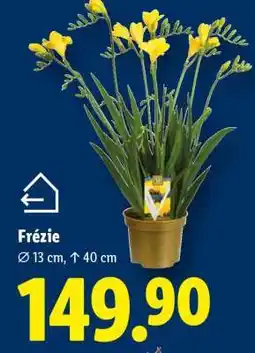 Lidl FRÉZIE nabídka