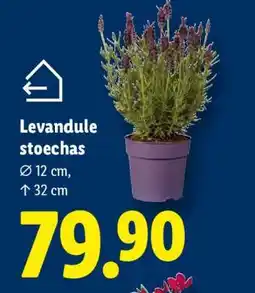 Lidl LEVANDULE STOECHAS nabídka