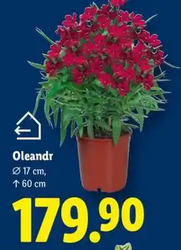 Lidl OLEANDR nabídka