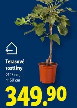 Lidl TERASOVÉ ROSTLINY nabídka