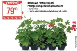 Globus Balkonové rostliny 10pack Pelargonium peltatum jednoduché nabídka