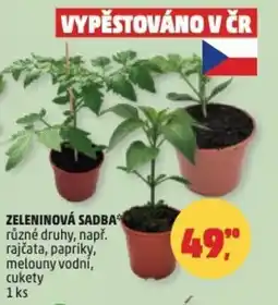 Penny Market Zeleninová sadba nabídka