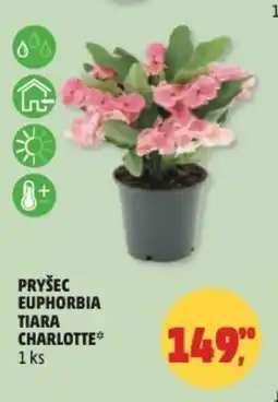 Penny Market Pryšec euphorbia tiara charlotte nabídka