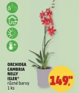 Penny Market Orchidea cambria nelly isler nabídka