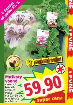 Norma Muškáty vonné nabídka