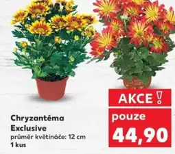 Kaufland Chryzantéma Exclusive nabídka