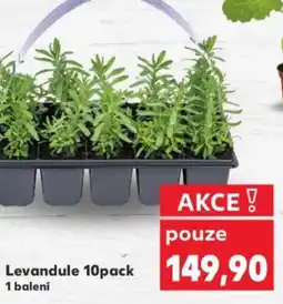 Kaufland Levandule 10pack nabídka