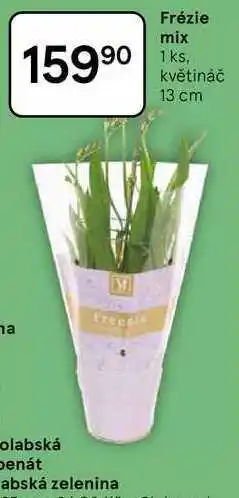 Tesco Frézie mix, 1 ks, květináč 13 cm nabídka