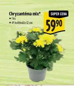 Albert Chryzantéma mix, pr. květináče 12 cm nabídka