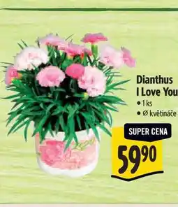 Albert Dianthus I Love You, pr. květináče 10,5 cm nabídka