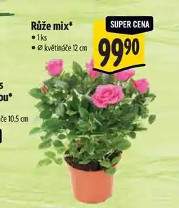 Albert Růže mix, pr. květináče 12 cm nabídka
