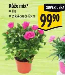 Albert Růže mix nabídka