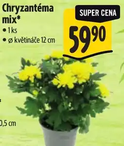 Albert Chryzantéma mix nabídka
