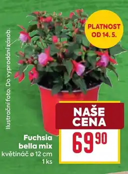 Billa Fuchsia bella mix nabídka