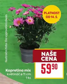 Billa Kopretina mix nabídka