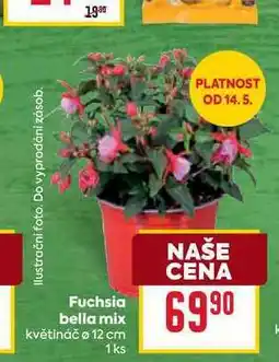 Billa Fuchsia bella mix 1 ks nabídka