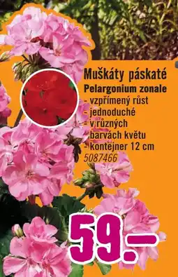 Hornbach Muškáty páskaté Pelargonium zonale nabídka