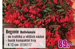 Hornbach Begonie Boliviensis nabídka