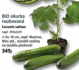 Bauhaus BIO okurka roubovaná nabídka