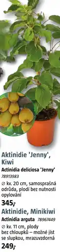 Bauhaus Aktinidie 'Jenny', Kiwi nabídka