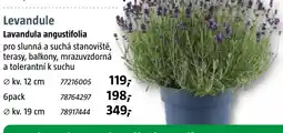 Bauhaus Levandule nabídka