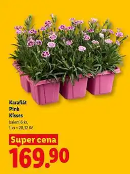Lidl KARAFIÁT PINK KISSES nabídka