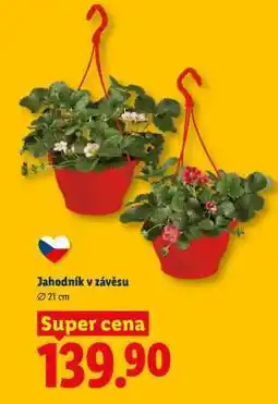 Lidl Jahodník v závěsu nabídka