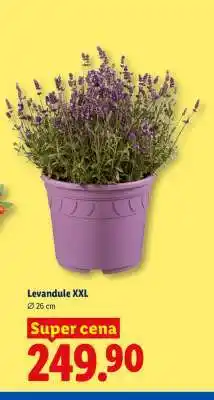 Lidl Levandule XXL nabídka