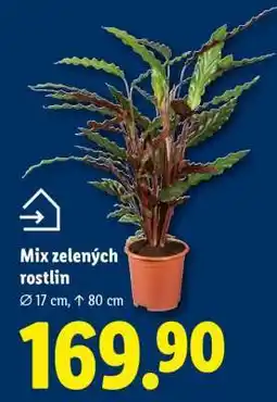 Lidl Mix zelených rostlin nabídka