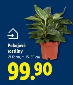 Lidl POKOJOVÉ ROSTLINY nabídka