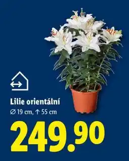 Lidl LILIE ORIENTÁLNÍ nabídka