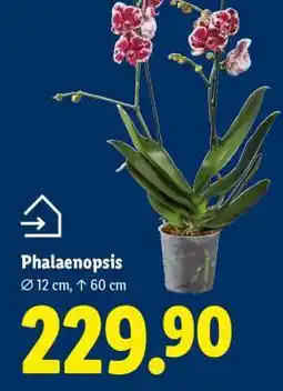 Lidl Phalaenopsis nabídka