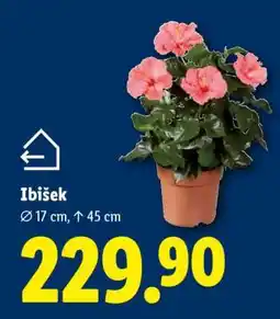 Lidl IBIŠEK nabídka